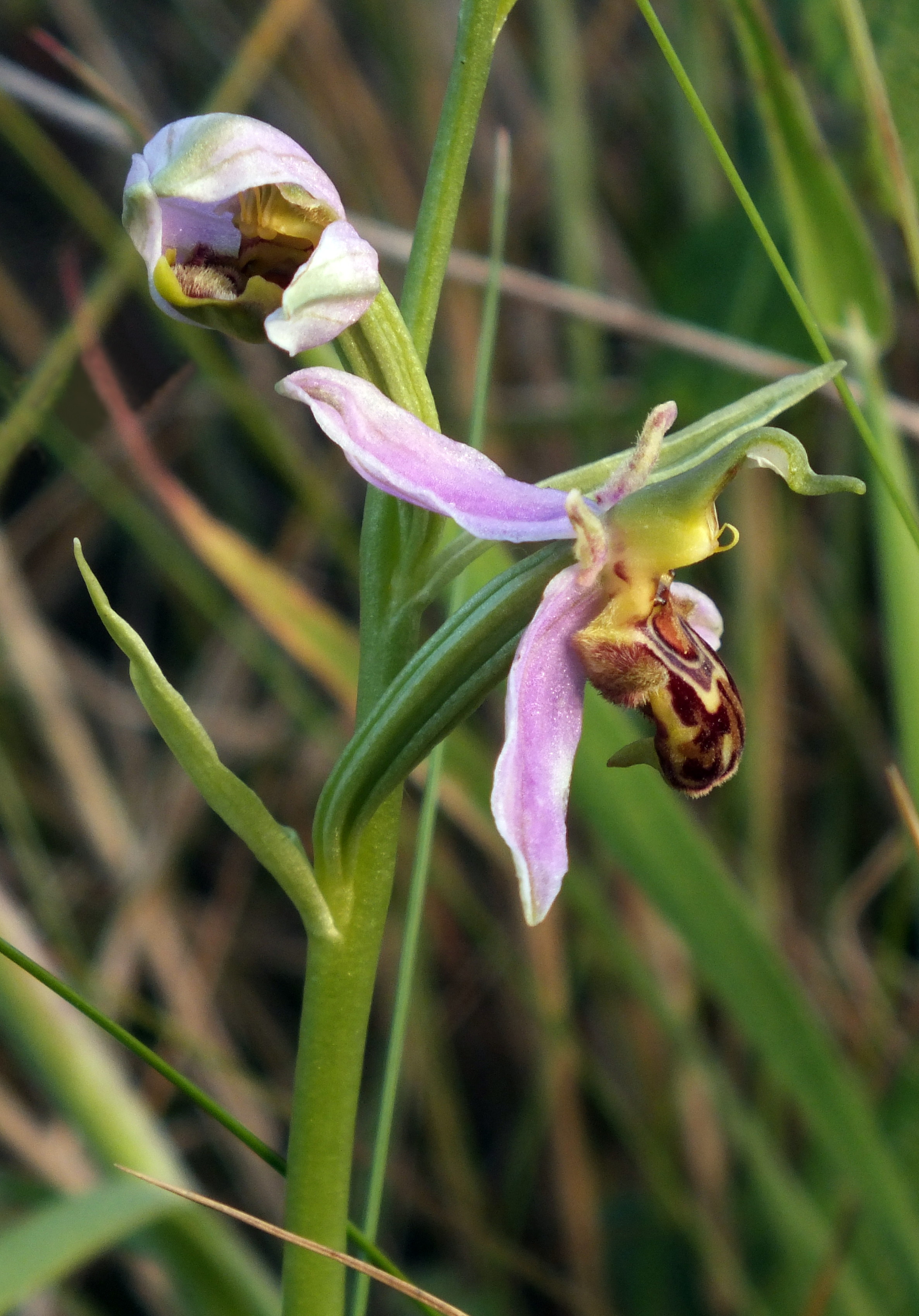 BEE ORCHID Bill Bagley Photography